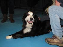 Rencontrez le chien Duff à la Bibliothèque!
