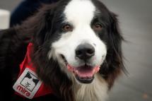 Rencontrez le chien Duff à la Bibliothèque!