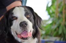 Visite du chien Duff!