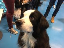 Visite du chien Duff!