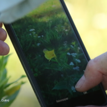 Activité collective d’inventaire de la biodiversité sur le campus