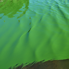 Treatment of blue-green algae: Polytechnique Montréal involved in a research project based on genomics