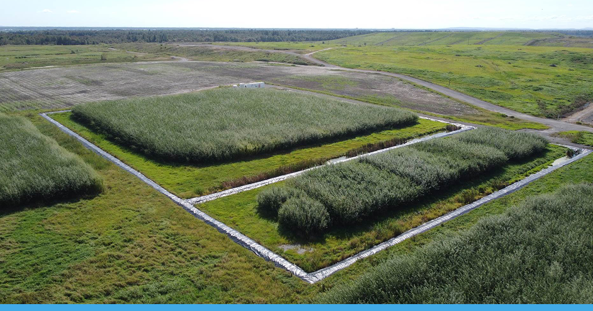 Sauleraie plantée par Ramo Sauleraie plantée par Ramo