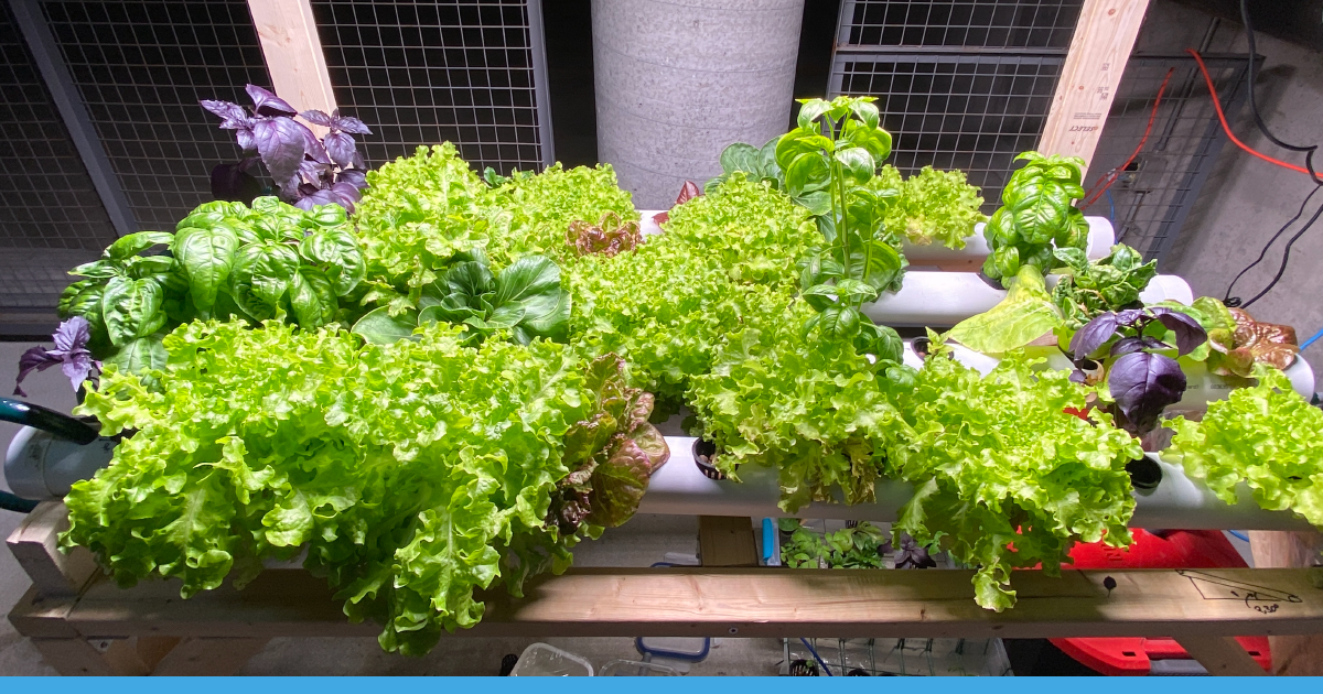 Pousses cultivées par AquaPoly Pousses cultivées par AquaPoly