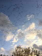 Migration d'oies blanches à Chicoutimi