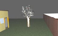 pomme_tombe.jpg
