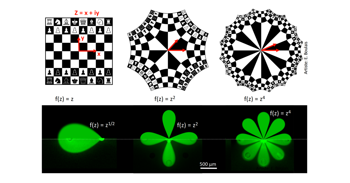 Illustration de l’effet des transformations mathématiques utilisées, d’abord sur l’image d’un jeu d’échec, puis sur les multipôles microfluidiques. Illustration of the mathematical transforms used, first on the image of a chess board, then on microfluidic multipoles.
